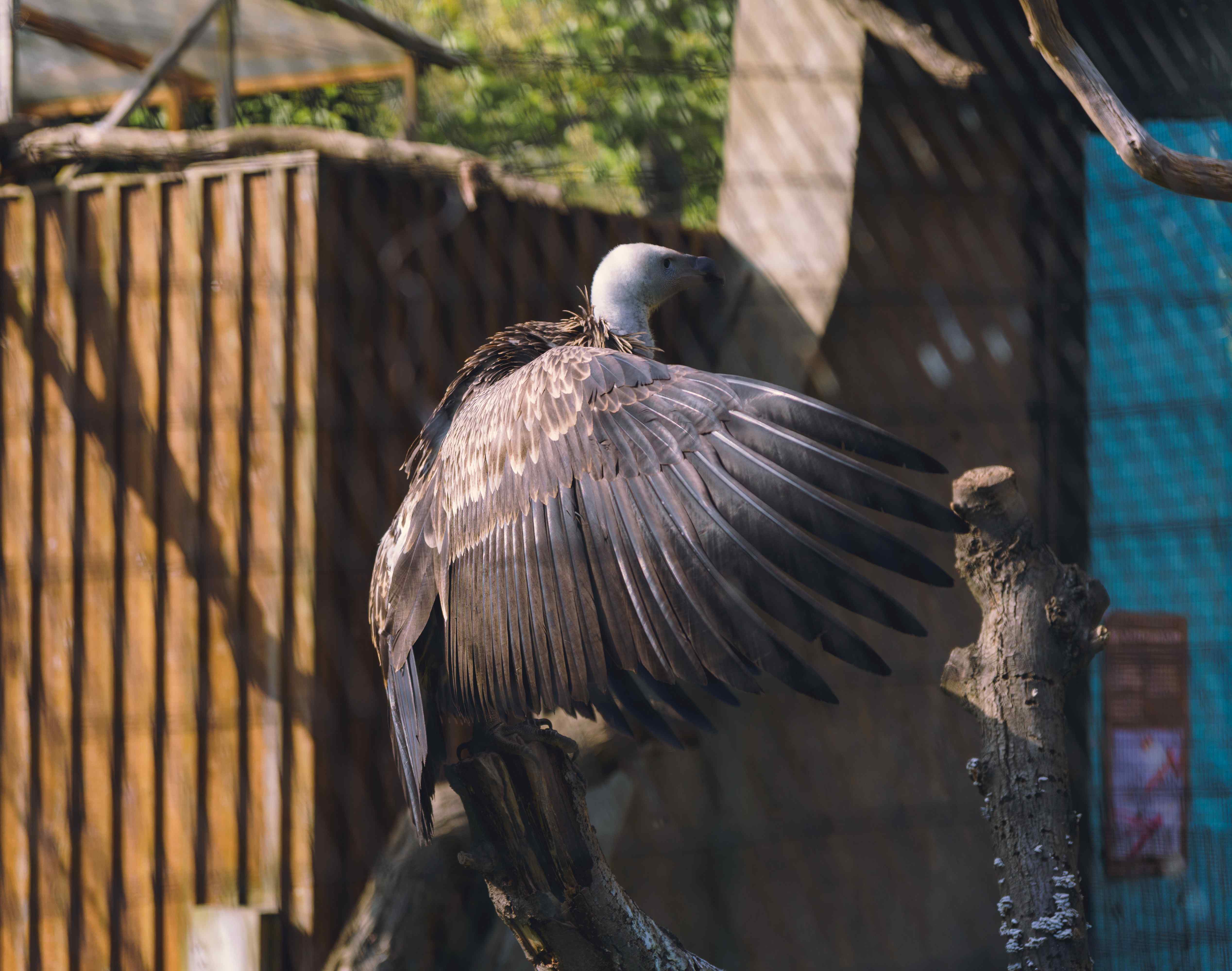 Vulture Perched (Variation)